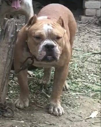 American bully male for sale or exchange