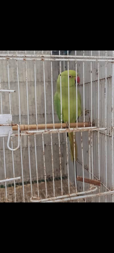 female parriot