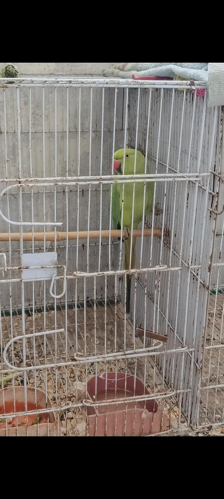 female parriot — photo 2