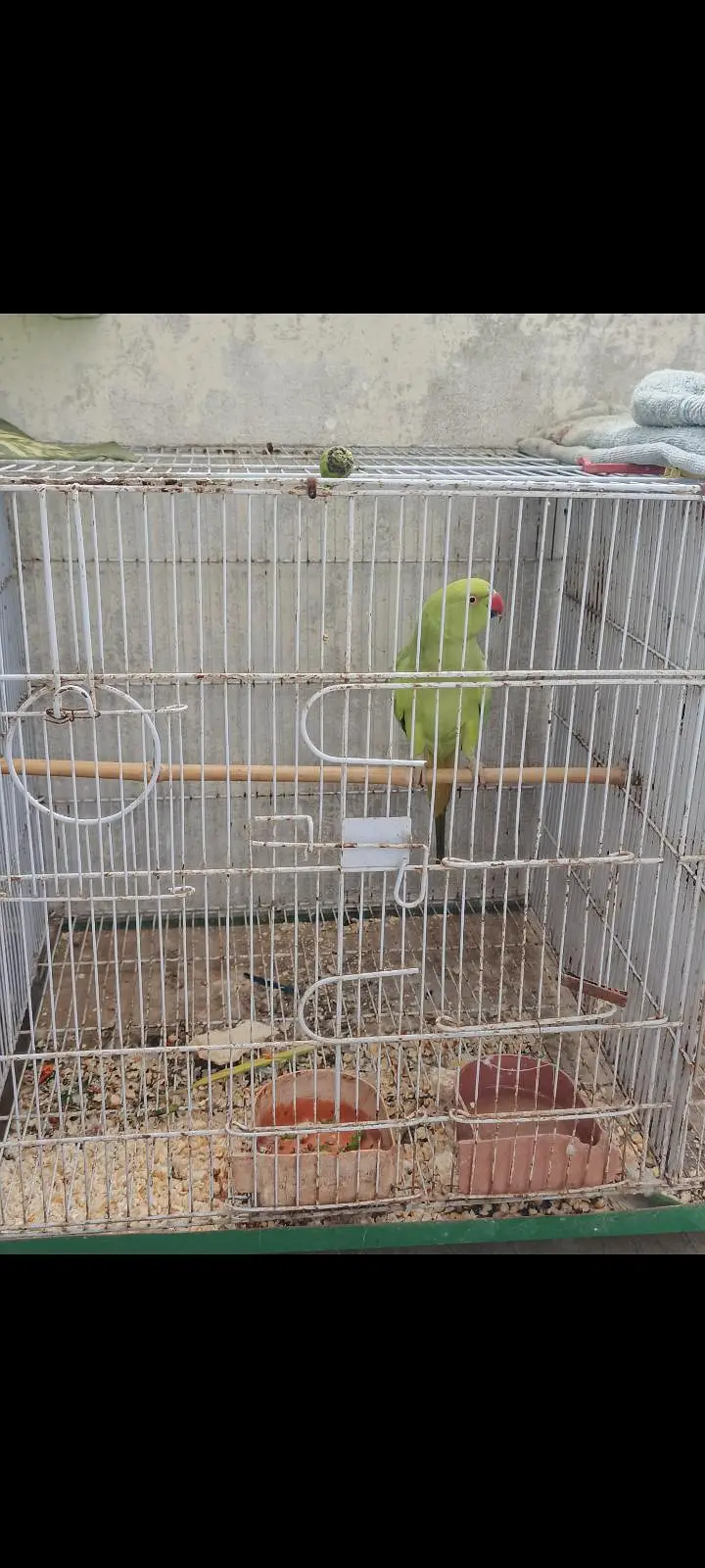 female parriot — photo 3