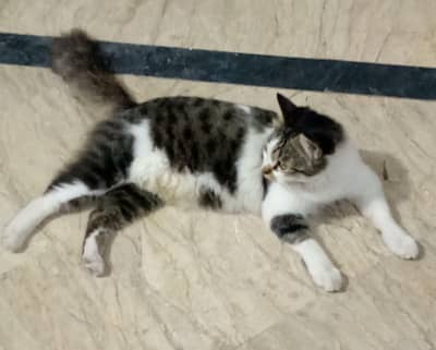 Persian x cat for sale