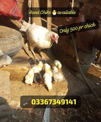 Desi eggs/ Fresh organic eggs available. . . 03367349141