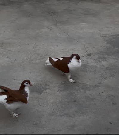 Pure lal sherazi pair for sell