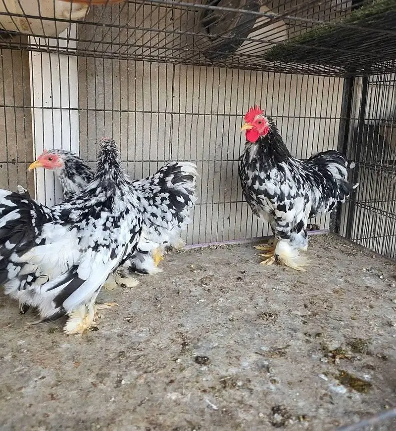 King shamo A quality — photo 4