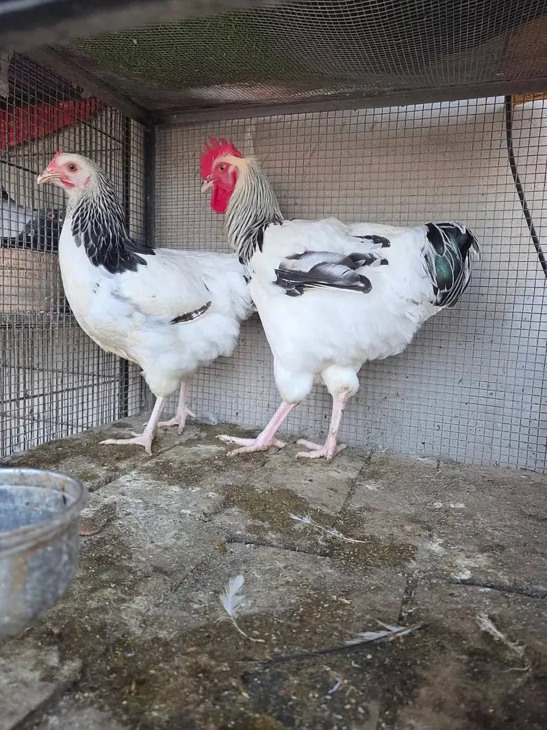 King shamo A quality — photo 5