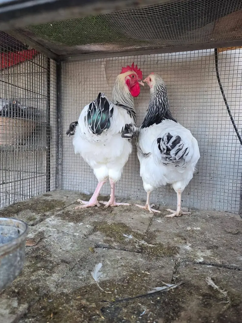 King shamo A quality — photo 6