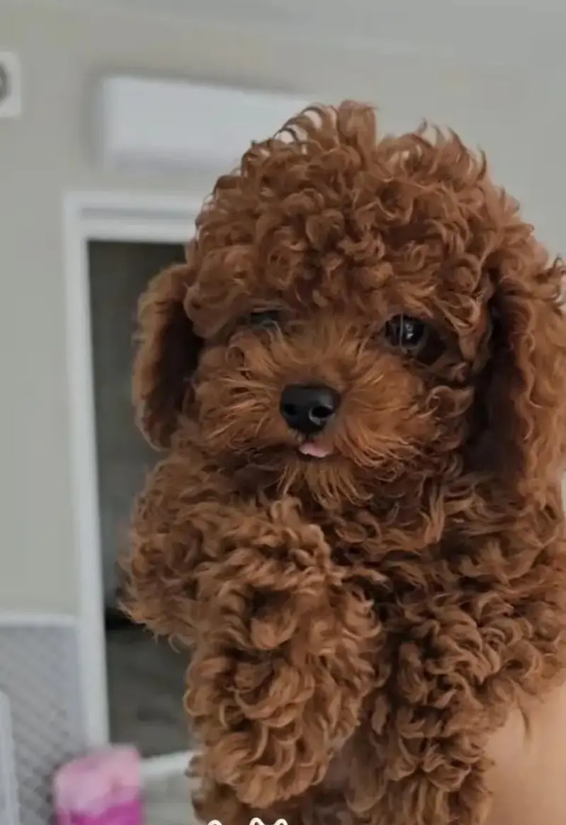 premium Original french toy poodle puppy