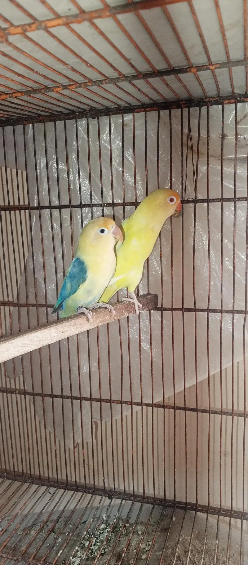 All setup for sell ringneck l conure l raw. l. Cocktail l. lovebird — photo 6