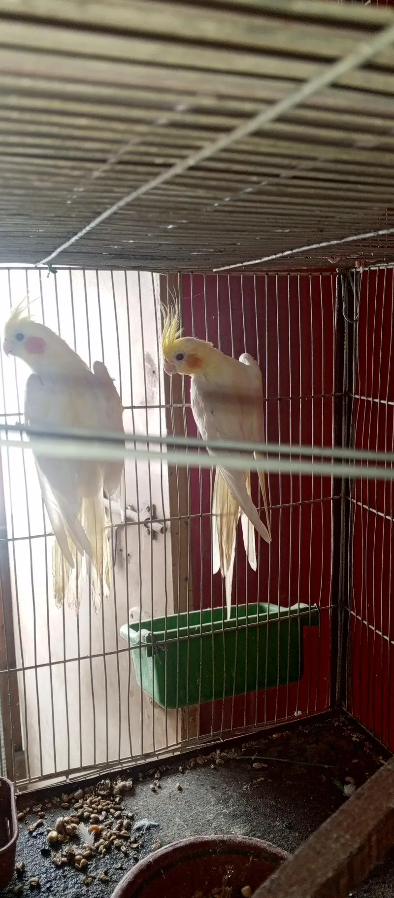 All setup for sell ringneck l conure l raw. l. Cocktail l. lovebird — photo 7