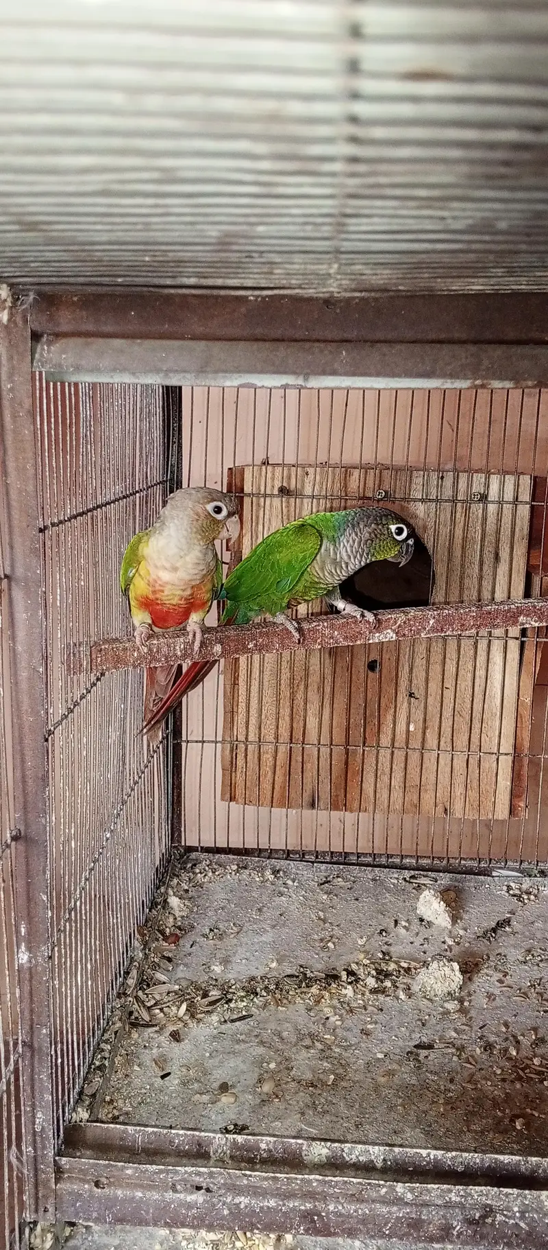 All setup for sell ringneck l conure l raw. l. Cocktail l. lovebird — photo 9