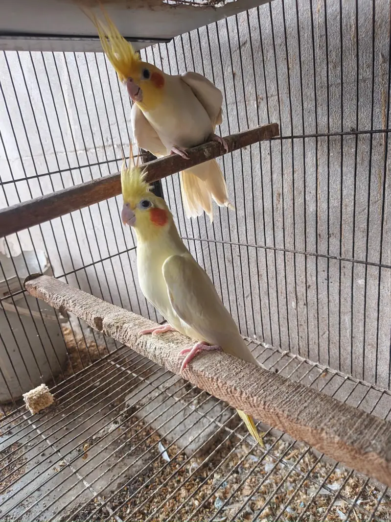 All setup for sell ringneck l conure l raw. l. Cocktail l. lovebird — photo 10