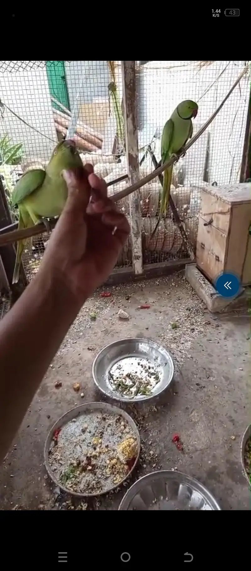All setup for sell ringneck l conure l raw. l. Cocktail l. lovebird — photo 11