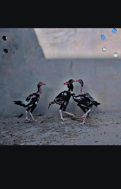 aseel pahtiya pathe pairs