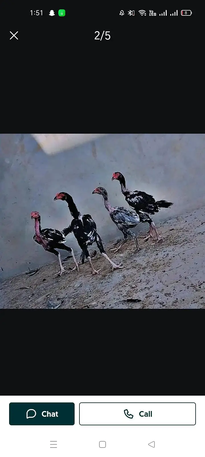 aseel pahtiya pathe pairs — photo 2