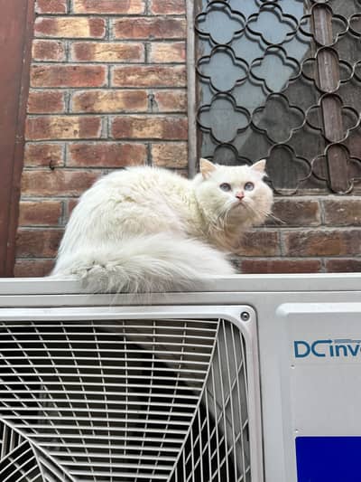 Persian Cat Male