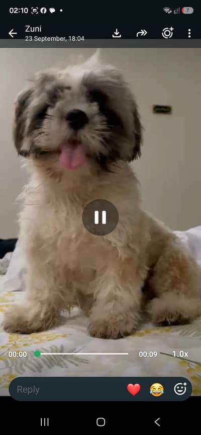 Shihtzu Puppy