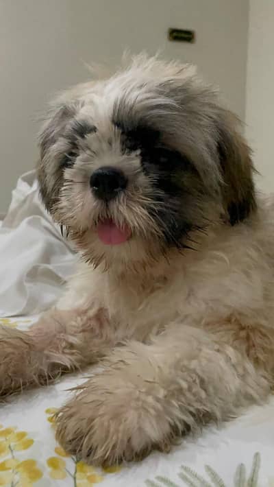 Shihtzu Puppy