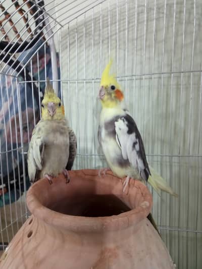 parrot