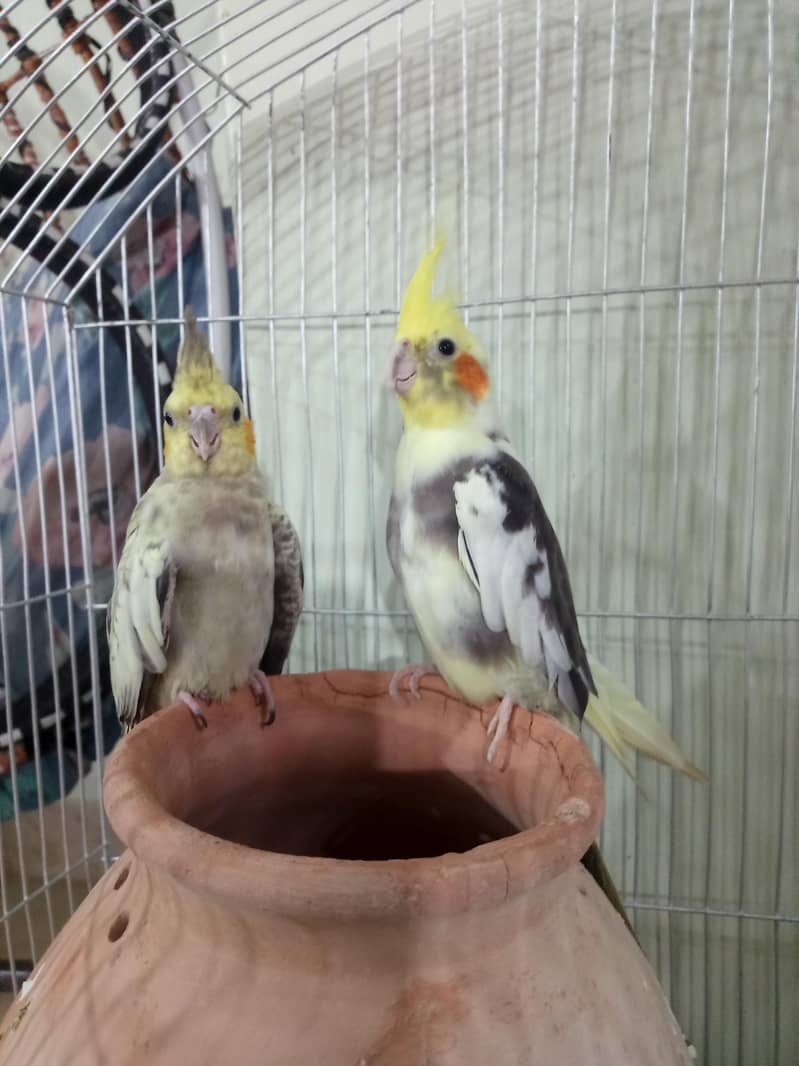 parrot 0
