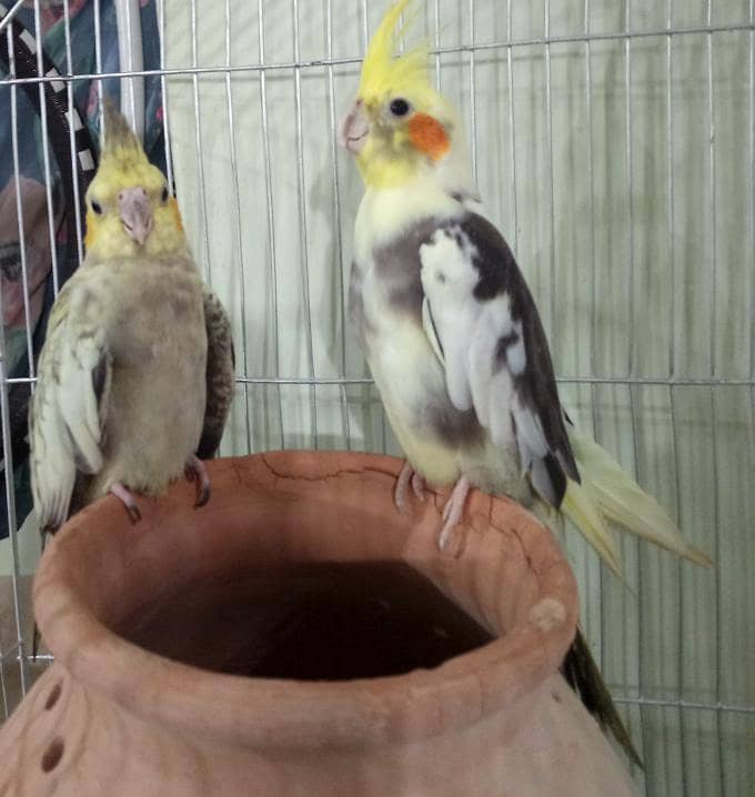 parrot 1