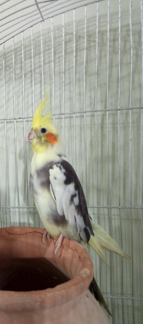 parrot 2