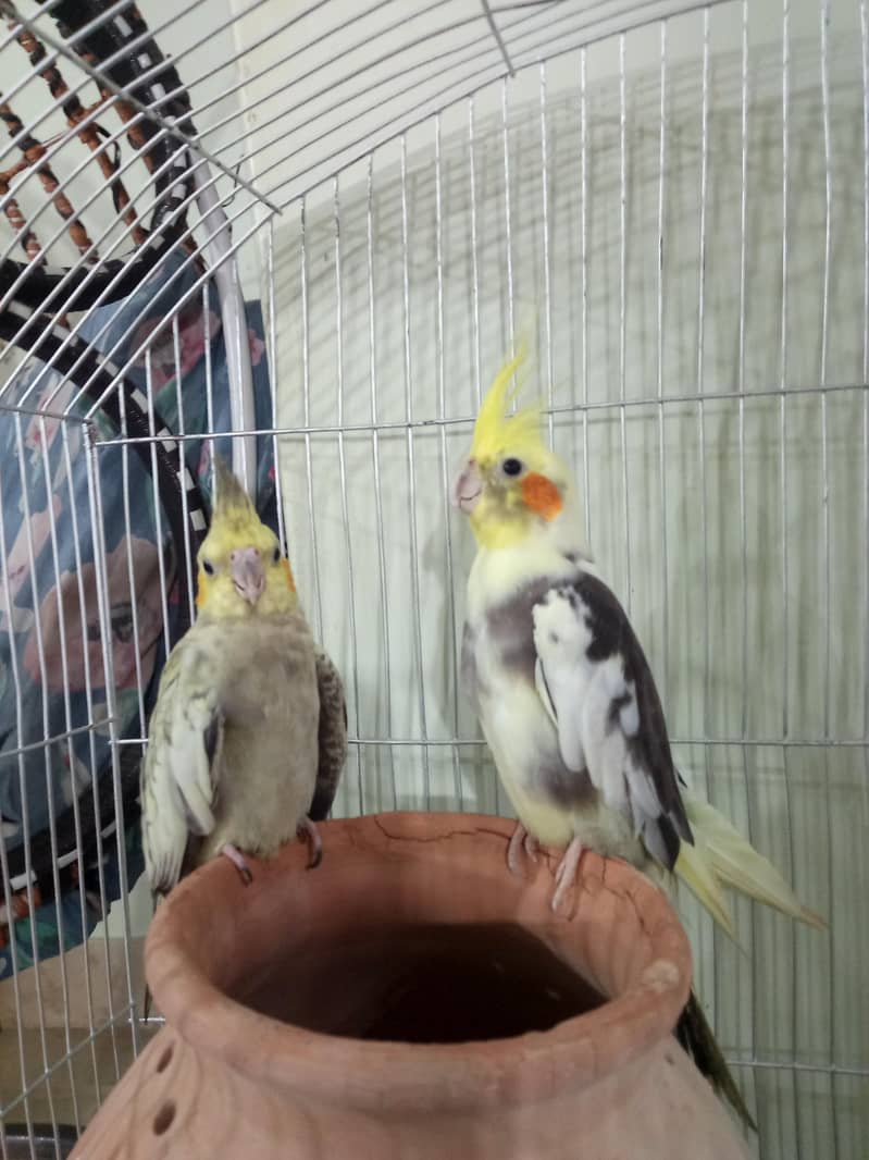 parrot 3