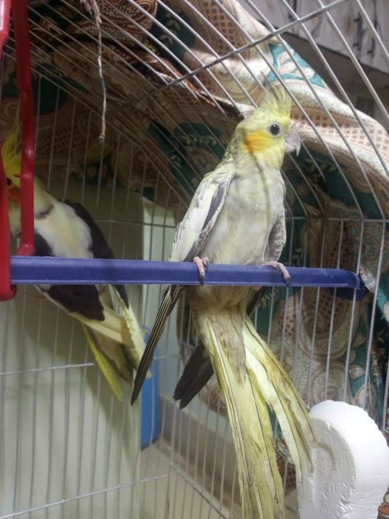 parrot 4