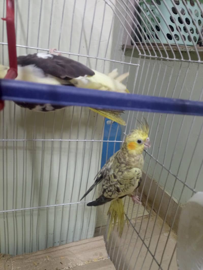 parrot 5