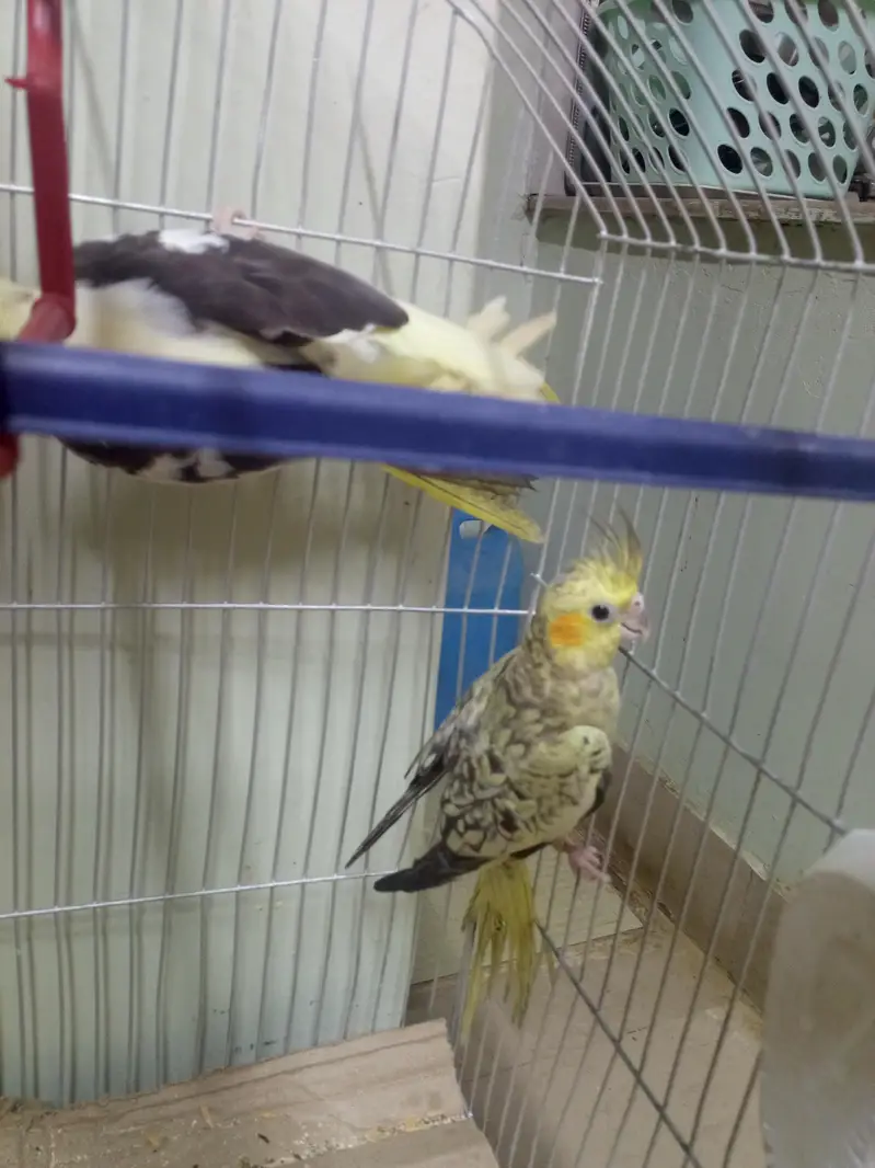 parrot — photo 6