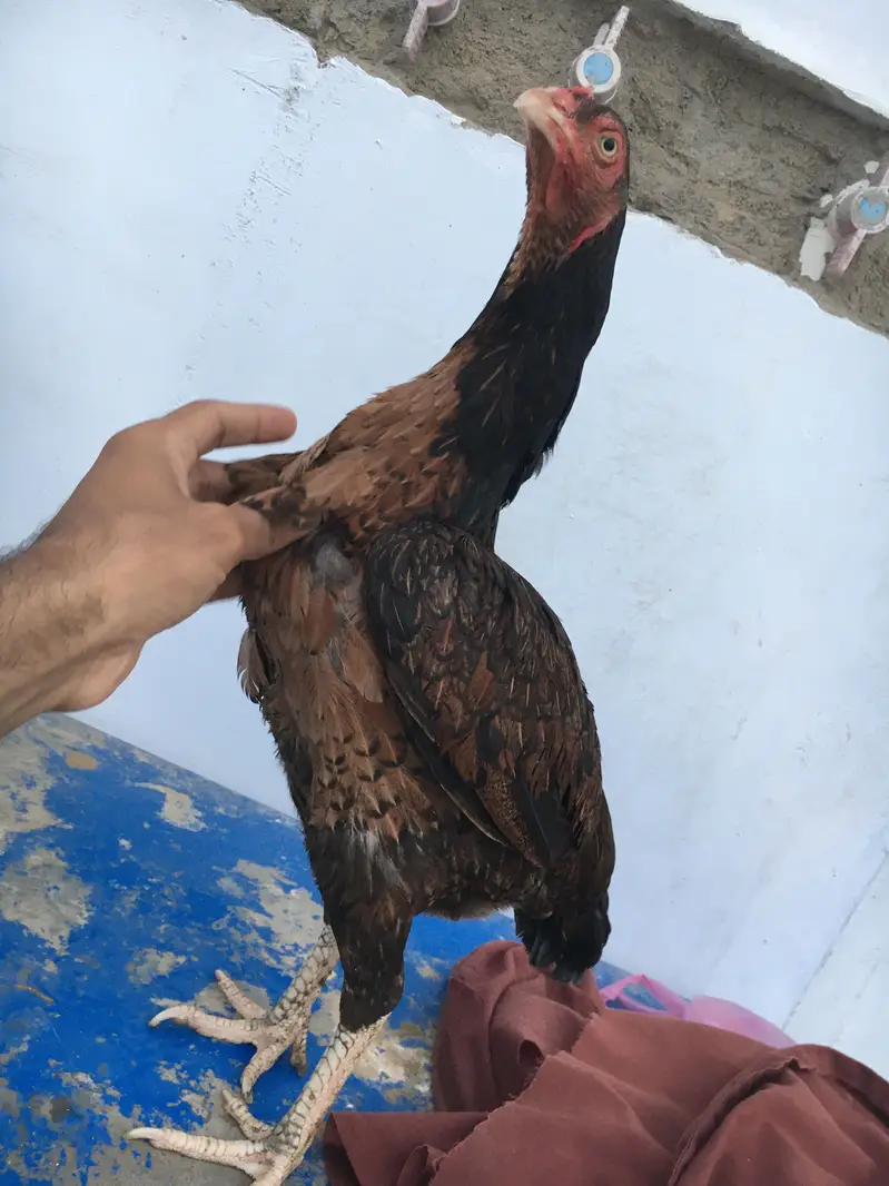 Lakhi Aseel — photo 3