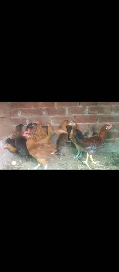 goldan misri pahtiya for sale