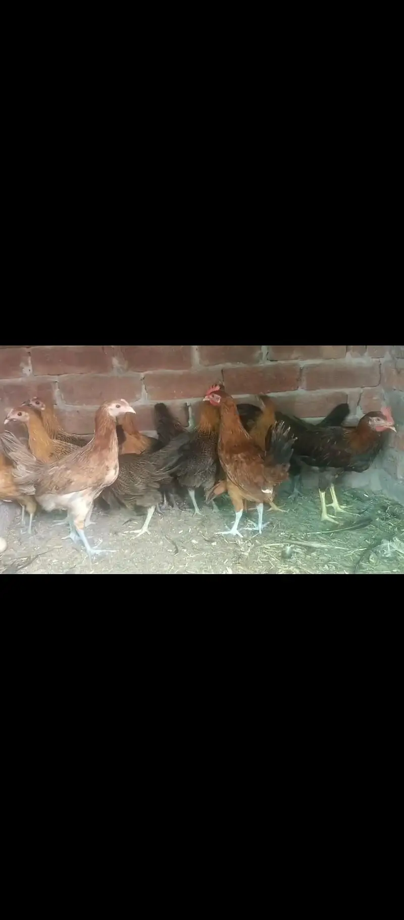 goldan misri pahtiya for sale — photo 4