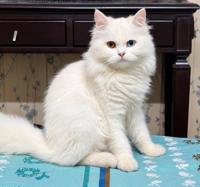 Persian kitten Odd eye triple coated