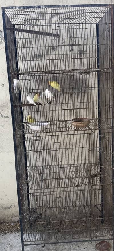 4 steap cage