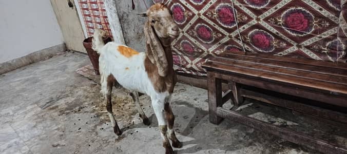 goats