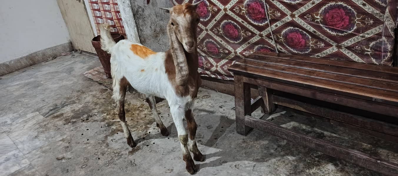 goats 1