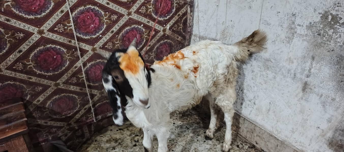 goats 2