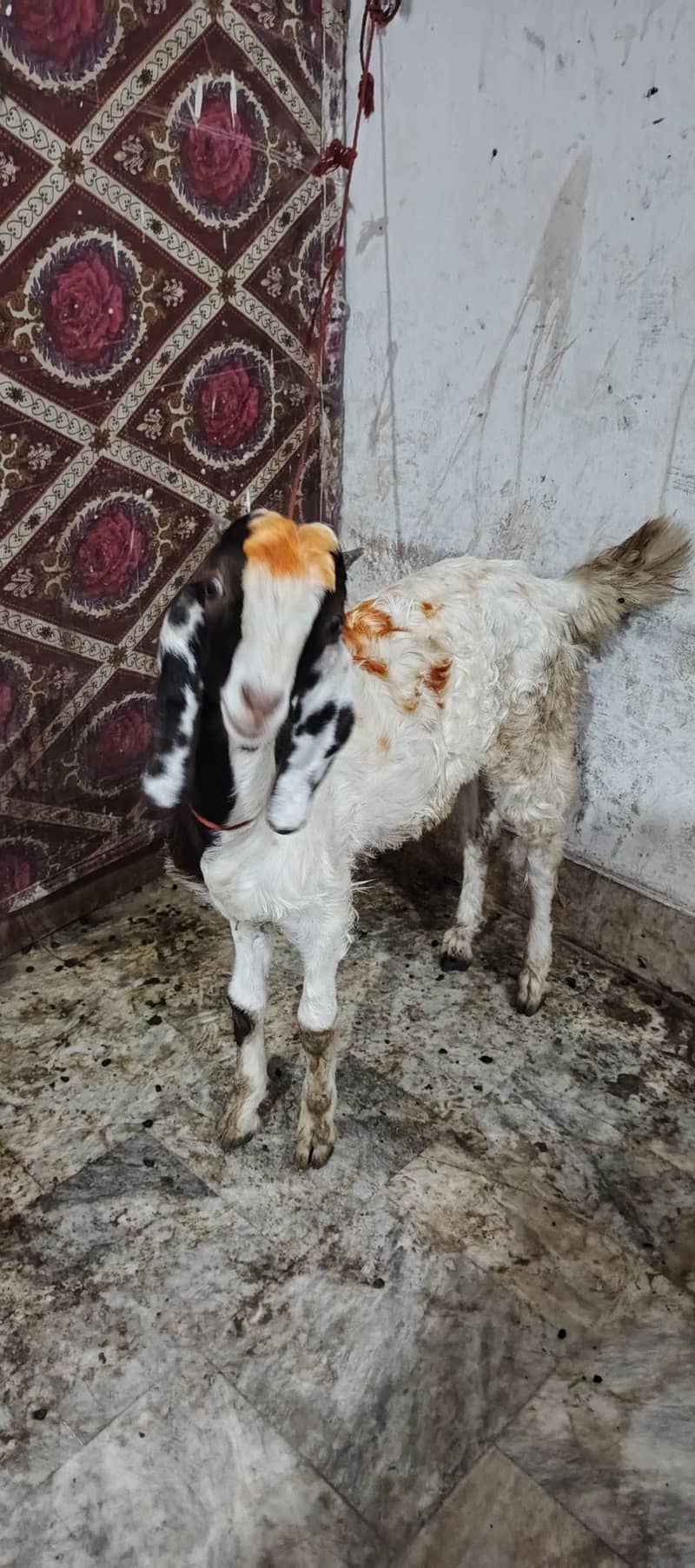 goats 3