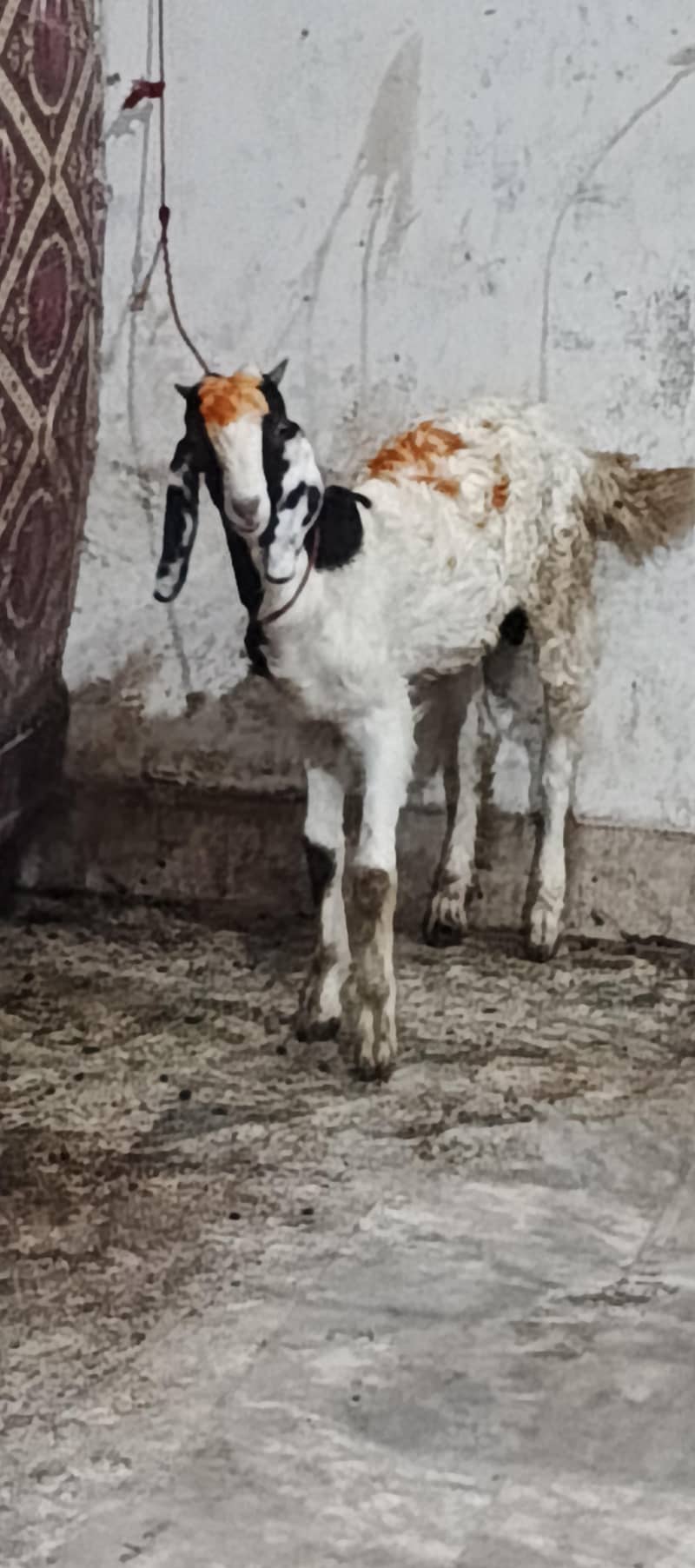 goats 4