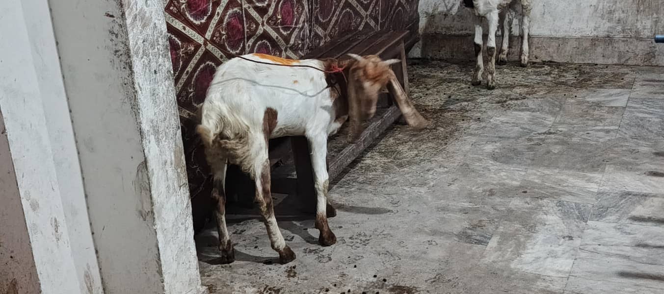 goats 5