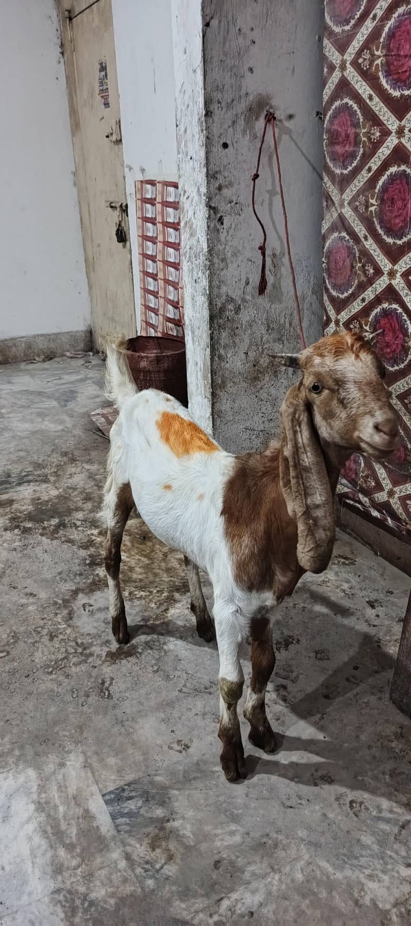 goats 6
