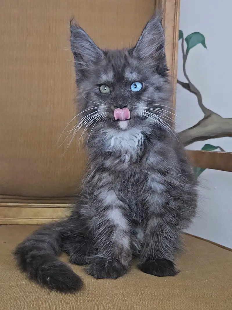 mainecoon Scottish fold biritish shothair reddoll/ all cats available