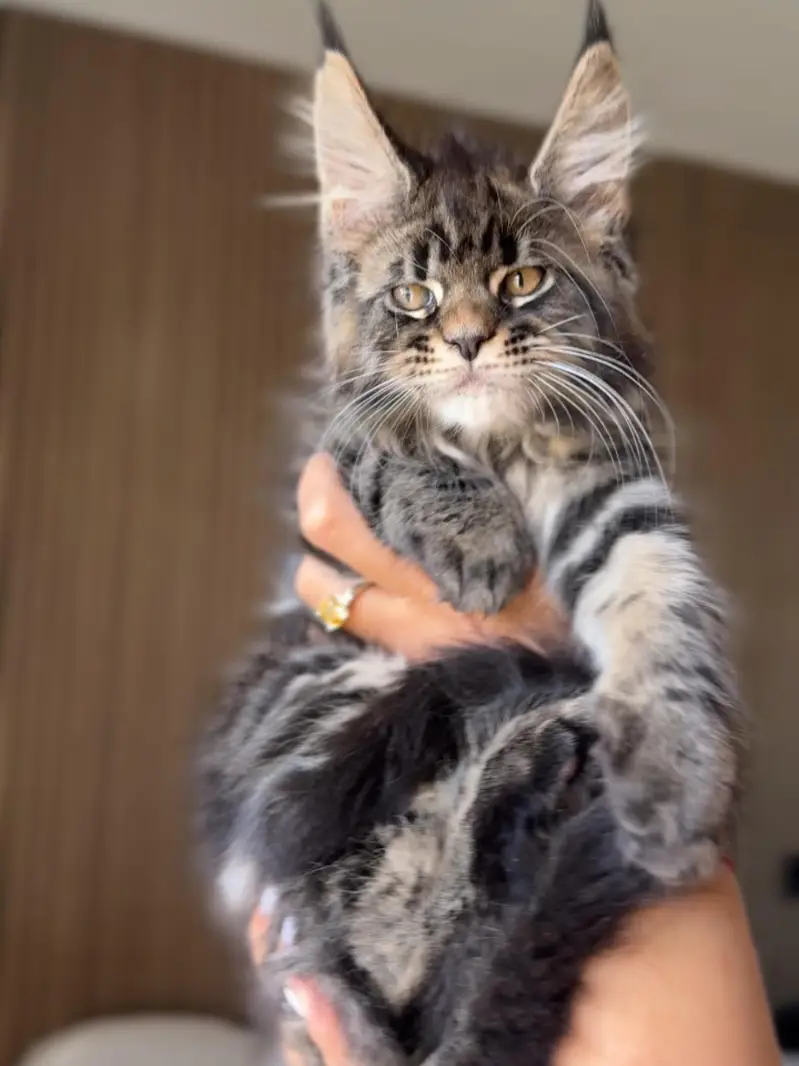 mainecoon Scottish fold biritish shothair reddoll/ all cats available — photo 2
