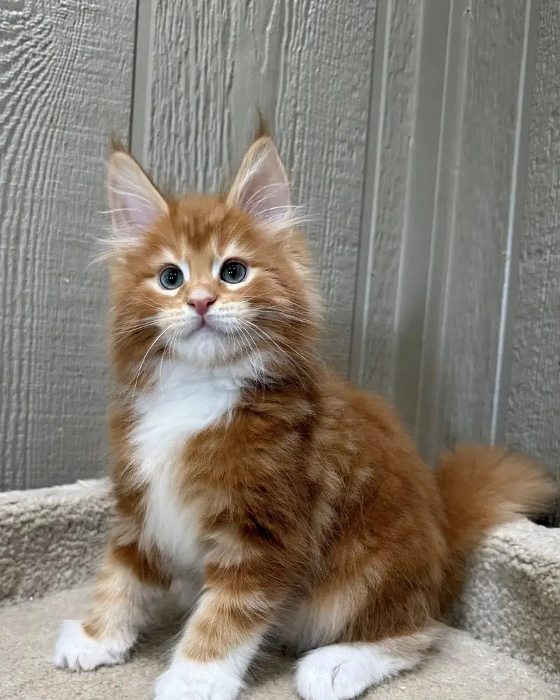 mainecoon Scottish fold biritish shothair reddoll/ all cats available — photo 3