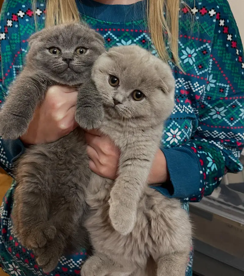 mainecoon Scottish fold biritish shothair reddoll/ all cats available — photo 4