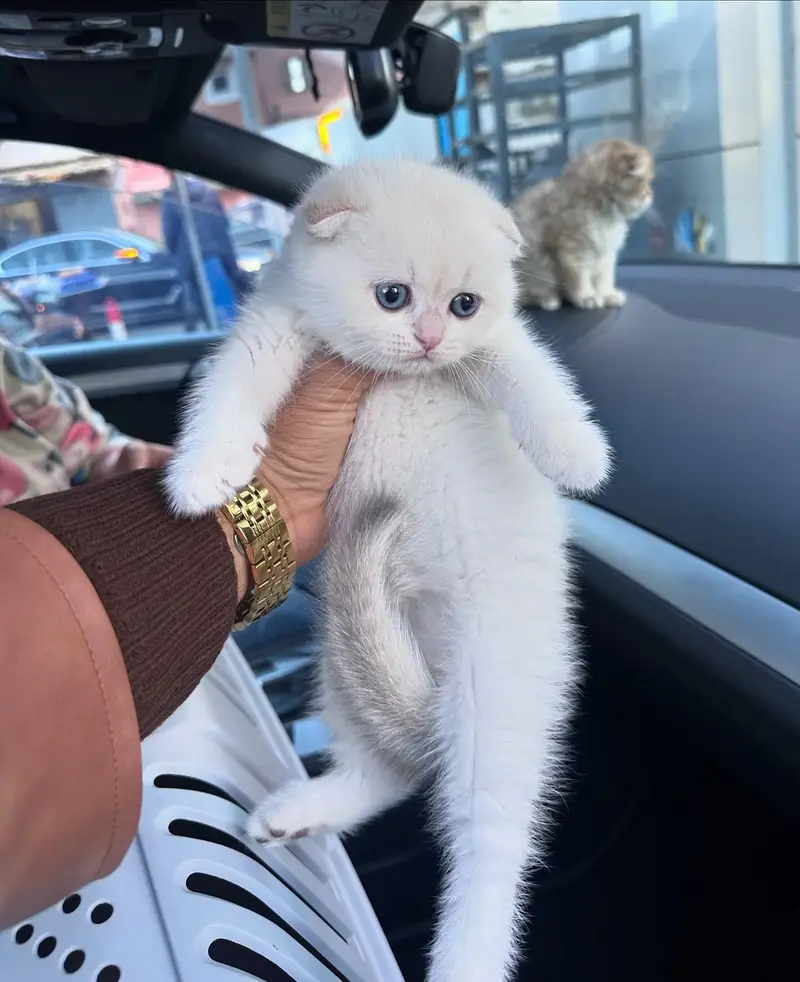 mainecoon Scottish fold biritish shothair reddoll/ all cats available — photo 5