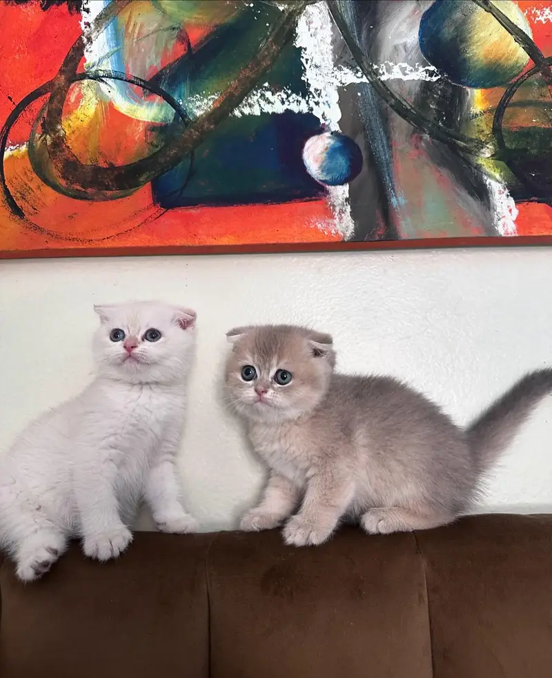 mainecoon Scottish fold biritish shothair reddoll/ all cats available — photo 6