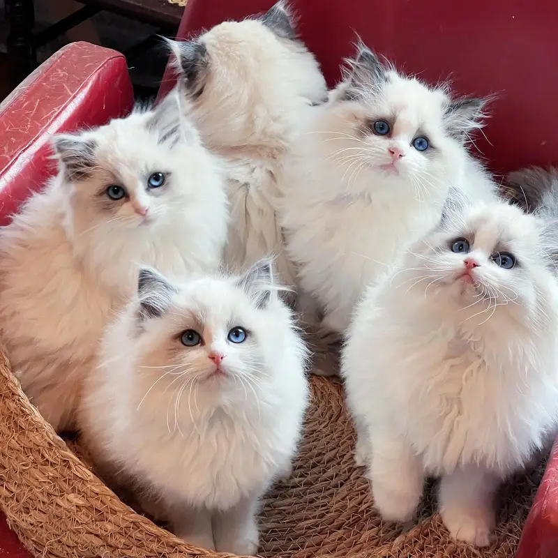 mainecoon Scottish fold biritish shothair reddoll/ all cats available — photo 7