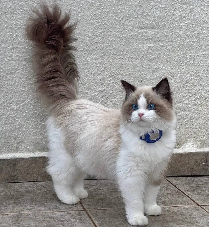 mainecoon Scottish fold biritish shothair reddoll/ all cats available — photo 8