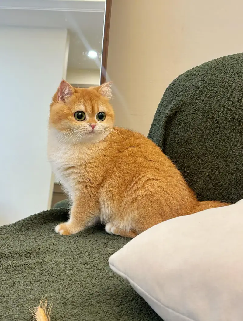 mainecoon Scottish fold biritish shothair reddoll/ all cats available — photo 9